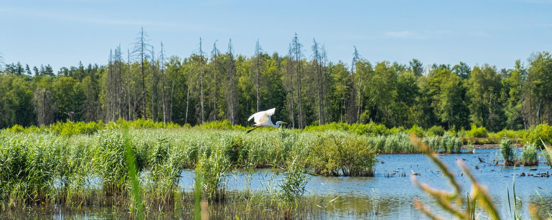 A large white bird flies over a wetland on a sunny day