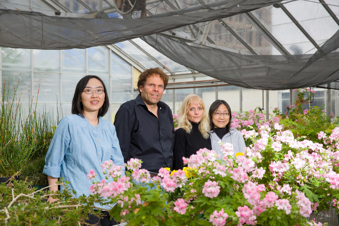 A University of Calgary-led research team, including Xue Chen, Peter Facchini, Jillian Hagel and Limei Chang, has discovered the gene for a new protein crucial for naturally and efficiently producing a compound in opium poppy plants used to make opiate pain-killing drugs.