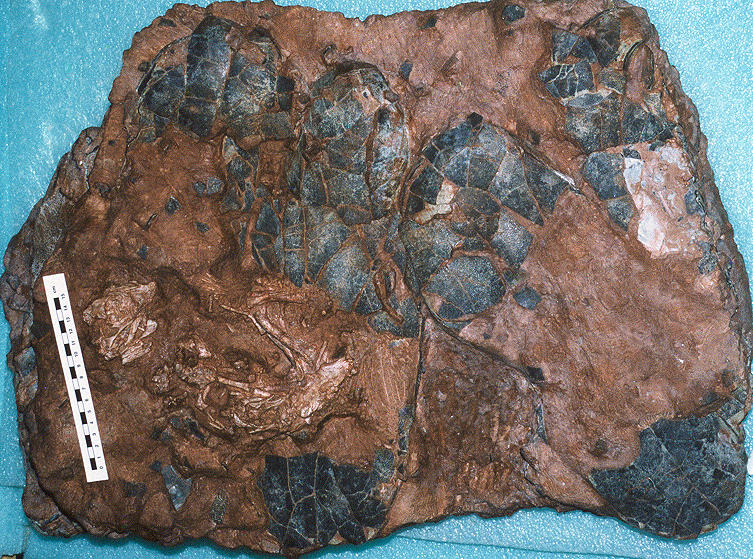Recent research has revealed the Baby Louie specimen, (lower left of photo), is from a nest of a giant oviraptorosaur, likely over 1,500 kg in body mass, and a close relative of Gigantoraptor. The elongated greyish-black eggs are below and beside the skeleton; these are the largest type of dinosaur eggs and nests known.