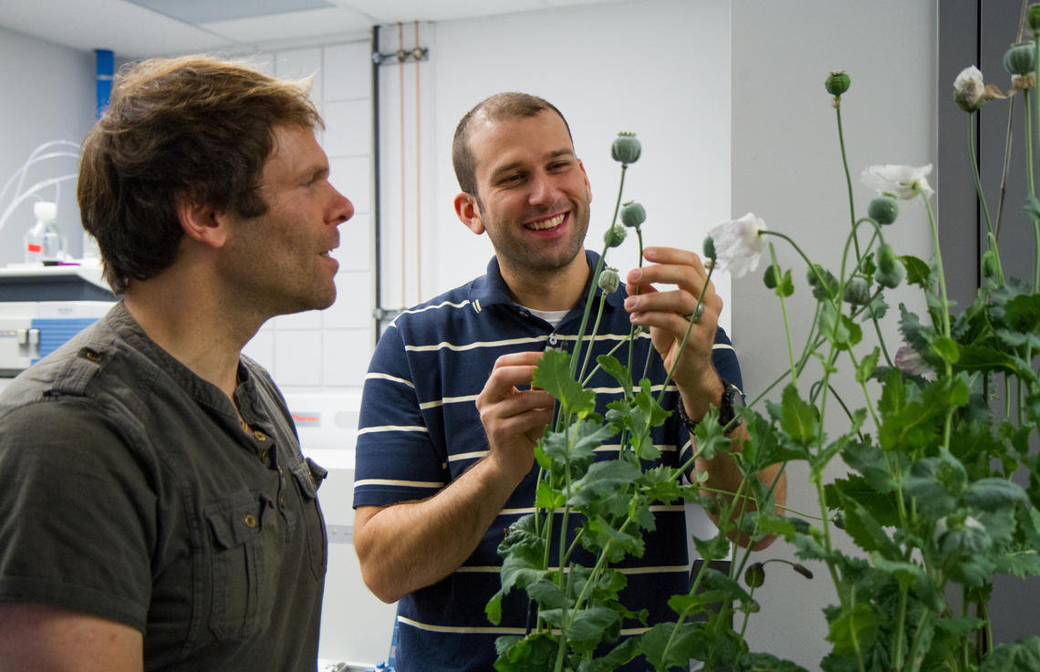 Peter Facchini, left, opium poppy expert and fellow researcher PhD student Scott Farrow.