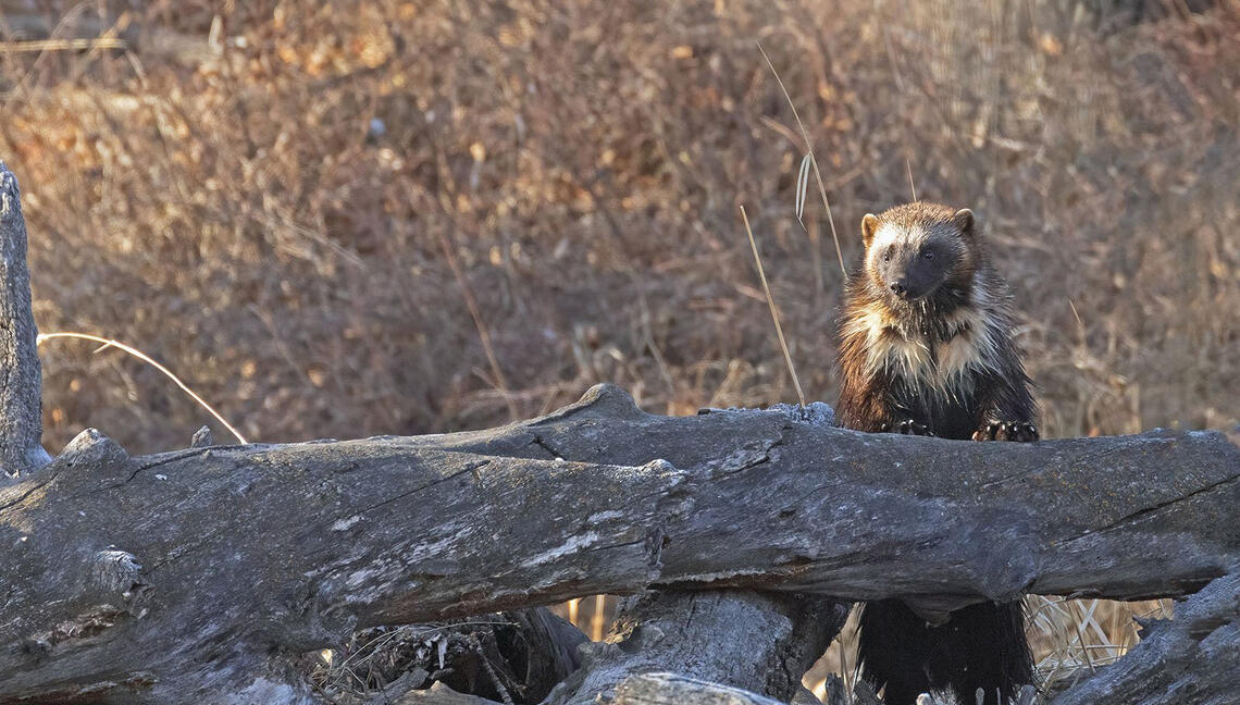 Airdrie photographer Gordon Cooke captured images of the elusive wolverine in April.