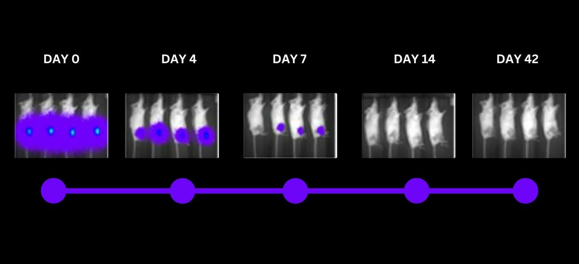 Live mice are sedated in order for scientists to see whether the CAR T therapy is working. Here we see the cancer in bright blue and purple. After 14 days of the therapy being administered the cancer is gone, and is still absent at day 42. 