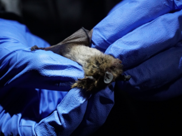 A captured female Little Brown Bat (Myotis lucifugus)