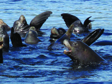 A group of sea lions in the water