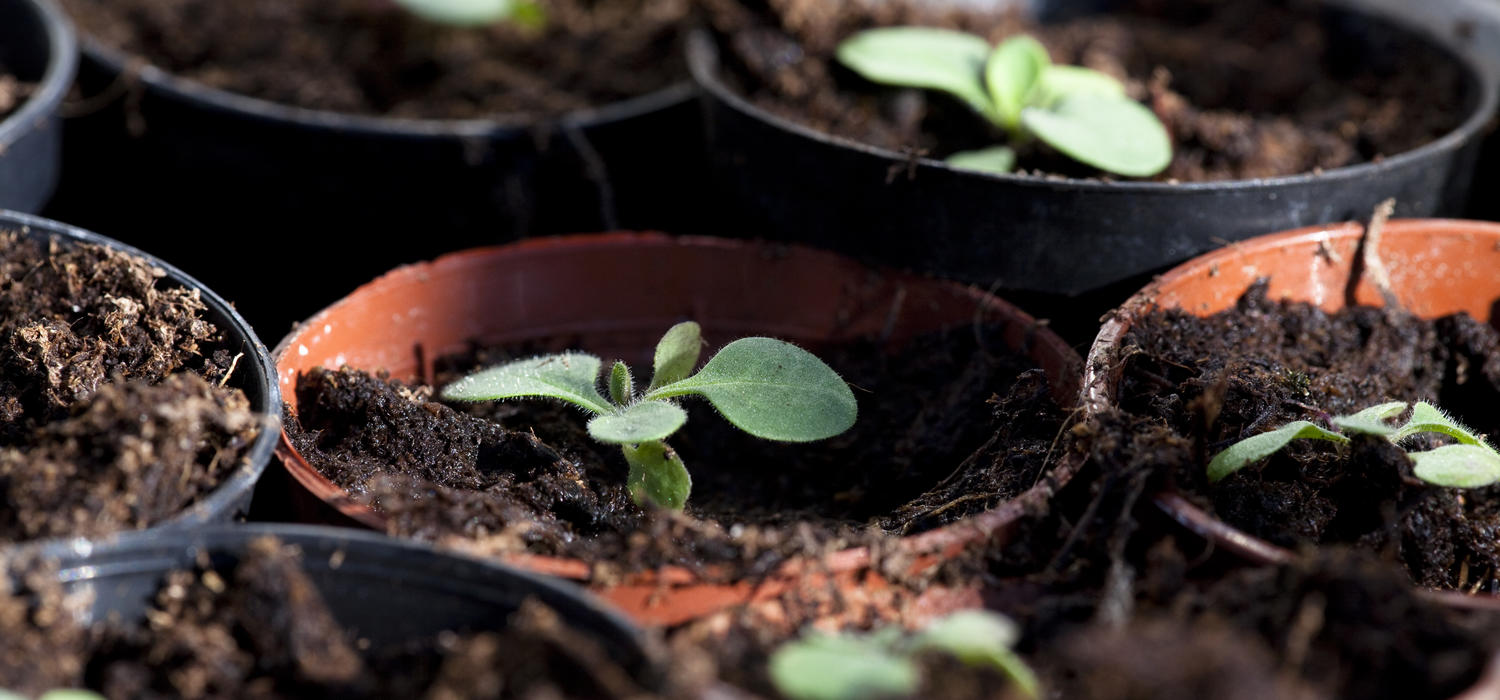 seedlings sprouting from small pots