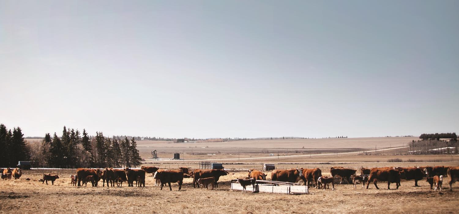 A researcher in the University of Calgary Faculty of Veterinary Medicine (UCVM) is using genomic technology in the search for a drug to fight a parasite that costs the cattle industry worldwide billions of dollars a year.  “One aspect of my research program is to develop new drugs to treat parasites of livestock and specifically helminths — parasitic roundworms — which cost the Canadian cattle industry an estimated $210 million a year,” says James Wasmuth,associate professor of host-parasite interactions at