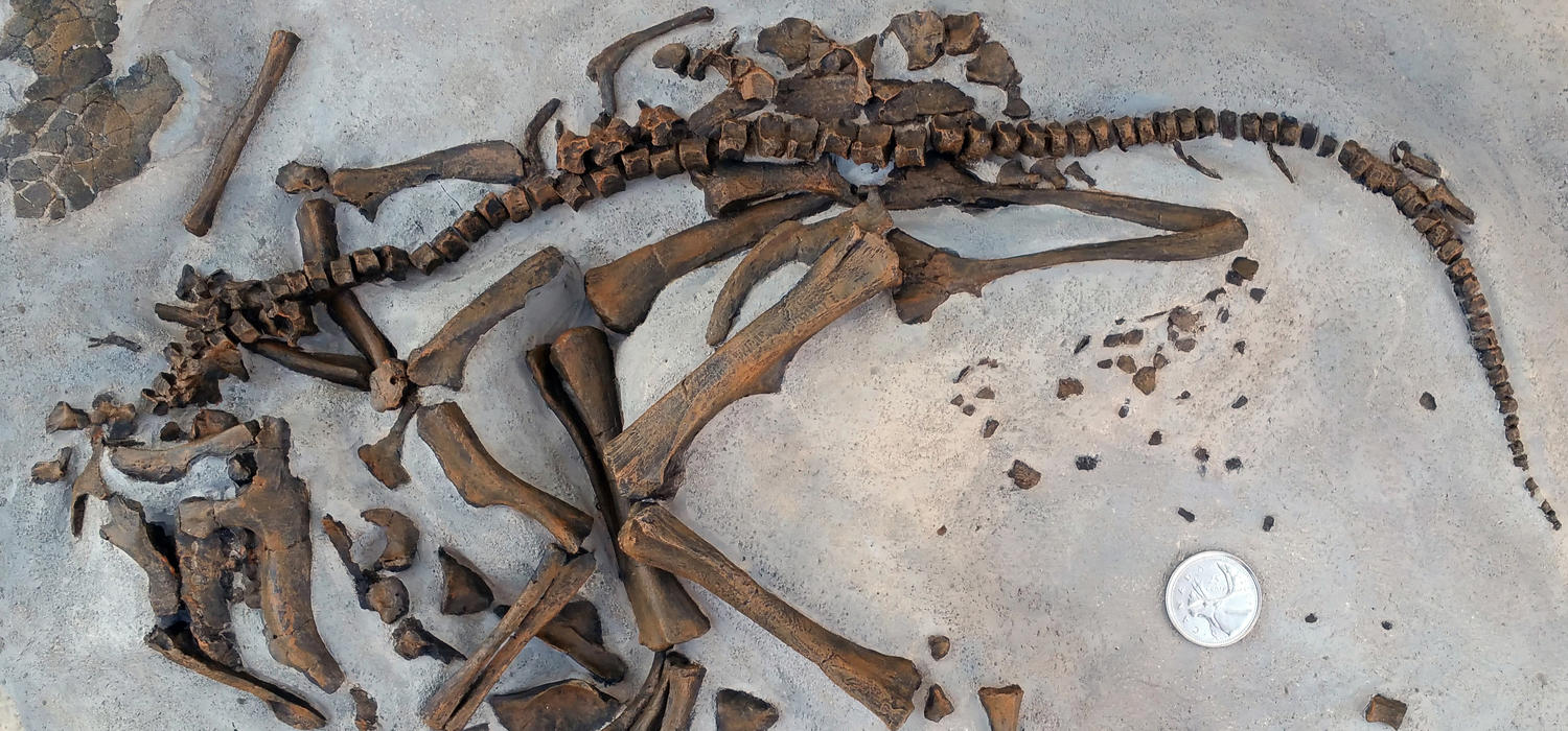 Baby hadrosaur dinosaur bone fossil