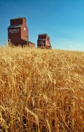 Wheat fields and grain silos outside Rowley, Alberta